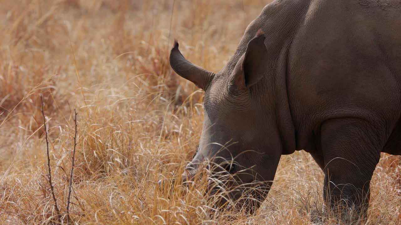 Slow motion White Rhino calf eat graze dry grass