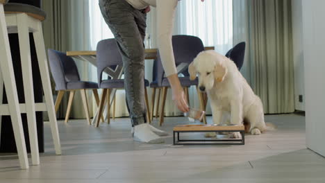 person feeding a golden retriever