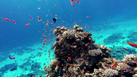 Shoal-swimming-around-coral-reef-in-Mediterranean-sea,-colorful-fishes-in-shallow-water