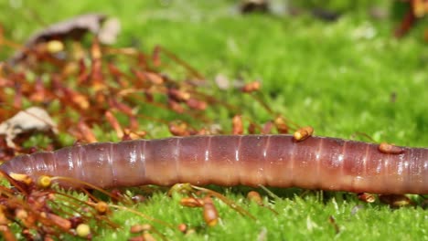 An-earthworm-is-a-terrestrial-invertebrate-that-belongs-to-the-class-Clitellata,-order-Oligochaeta,-phylum-Annelida.-They-exhibit-a-tube-within-a-tube-body-plan.