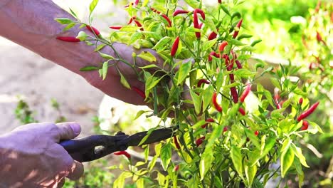 close up of person cutting organic pepper from green plant out in nature