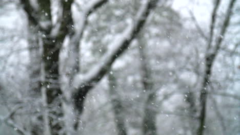 snow flurries fall softly in slow motion with wooded background