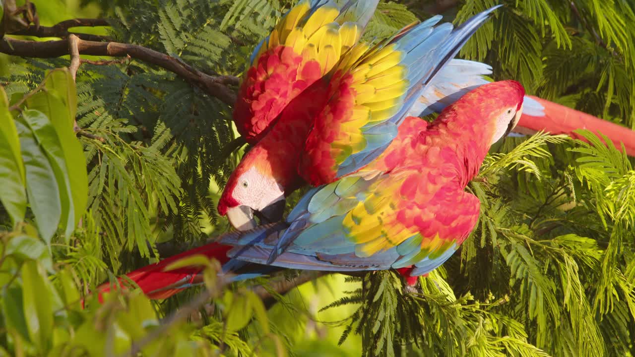 A vibrant Scarlet Macaw romancing duo bonding through allopreening in the heart of the Peruvian rainforest.