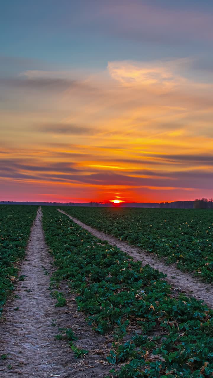 Timelapse of sun setting behind clouds casting warm glow on lettuce fields and tractor rows, orange hue across sky, vertical
