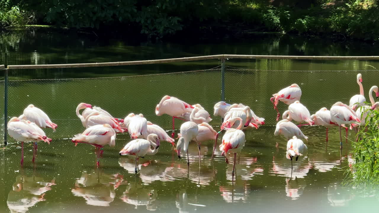 Flamingos gathered by the tranquil pond. A group of flamingos wades calmly in a serene pond surrounded by greenery, displaying their vivid pink feathers
