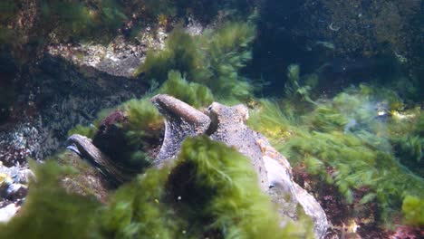 Close-up-shot-o-resting-wild-Octopus-underwater-between-algae-and-water-plants