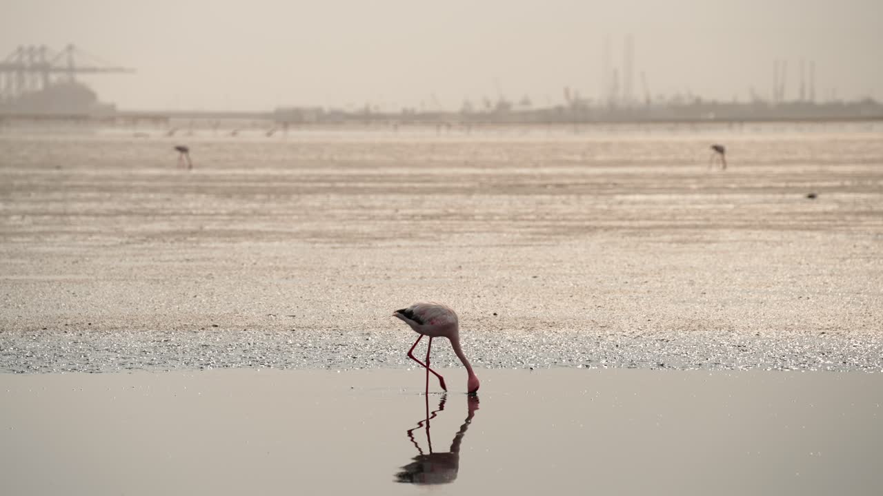 플라밍고는 수중으로 머리를 침몰시켜 먹이를 먹으며 배설물을 배설합니다. 지평선에 있는 산업적 배경입니다.