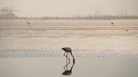 flamingo submerges head underwater feeding as it defecates pooping, industrial background on horizon