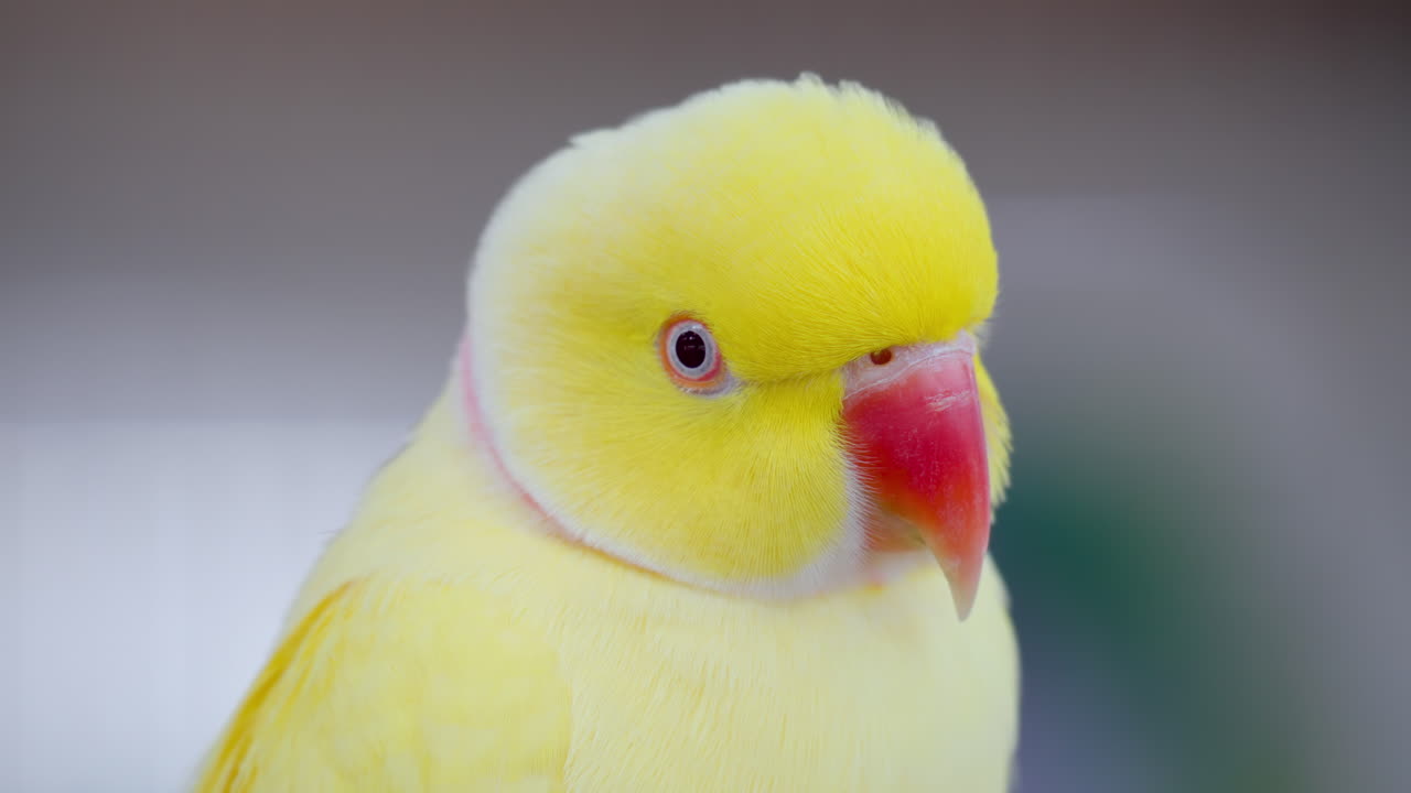 노란 장미 고리 앵무새의 머리 클로즈업