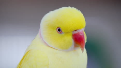 head close-up of yellow rose-ringed parakeet