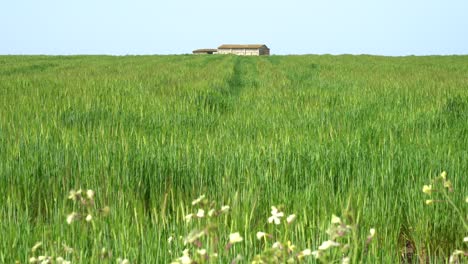 green barley field, oats in the field