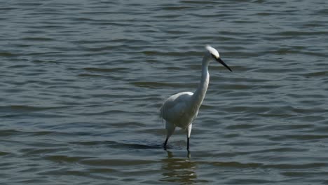 Going-to-the-right-while-foraging-for-its-food,-Little-Egret-Egretta-garzetta,-Thailand