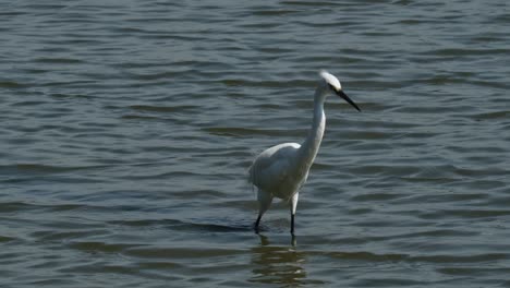 going to the right while foraging for its food, little egret egretta garzetta, thailand