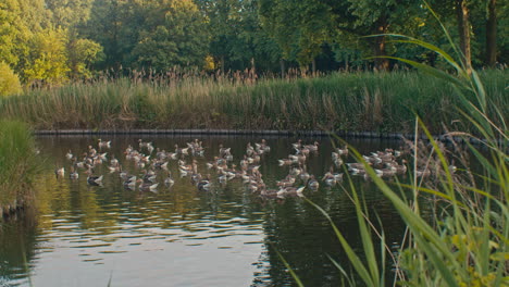 a flock of wild geese birds in the water pond of natural park in europe, netherlands