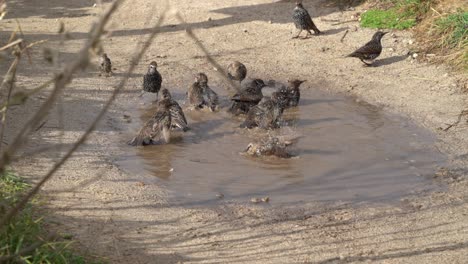 Los-Pajaritos-Salpican-Y-Se-Lavan-En-Un-Charco-Junto-A-La-Playa-En-St-Ives,-Cornwall,-Reino-Unido