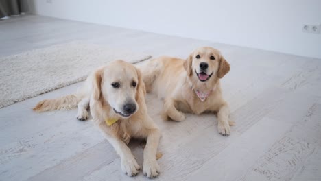 golden retrievers lying on floor at home