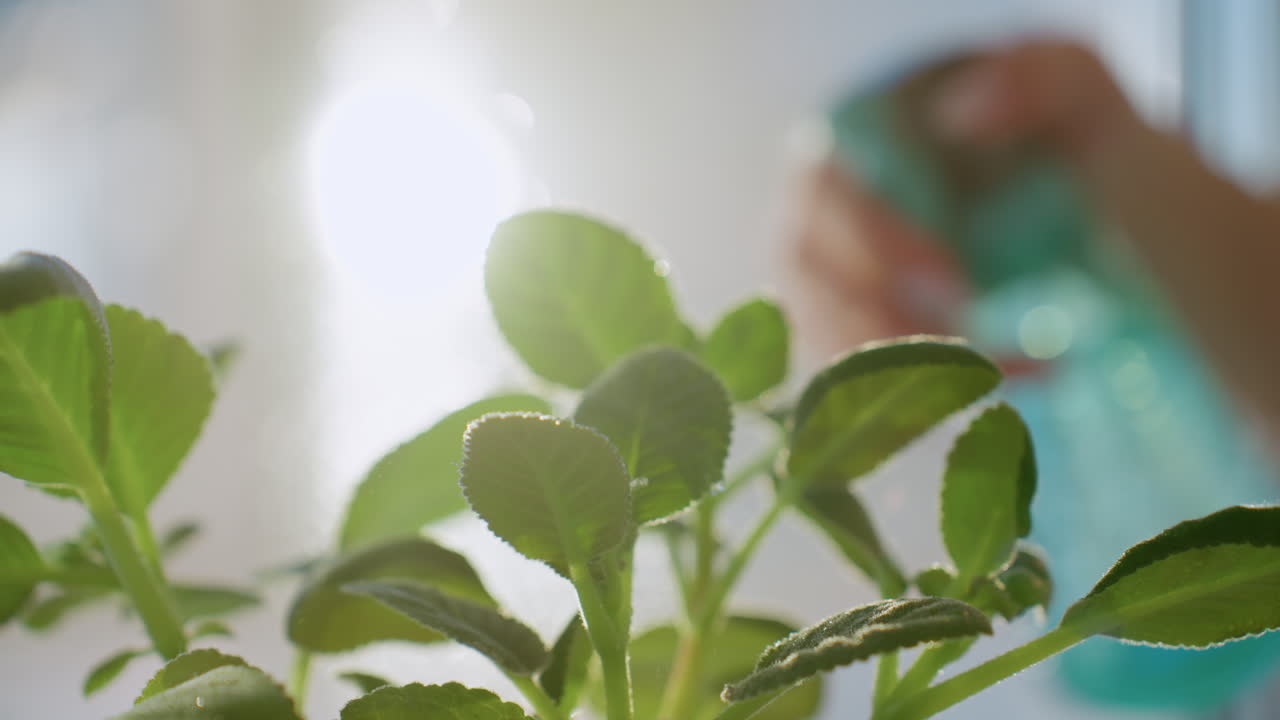 Close up decorative green plant leaves in white pot being watered indoors with sunlight shining through window, fresh foliage symbolizing home gardening and nature care