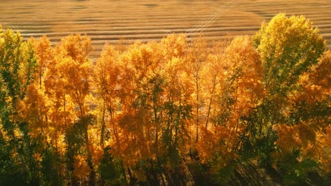 autumnal forest and field