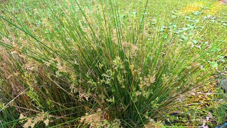 primer plano de juncus effusus en su hábitat natural