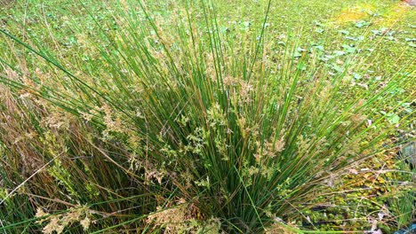 close-up of juncus effusus in natural habitat