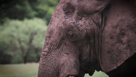 African-elephant-eating-grass-in-slow-motion,-closeup,-Zimbabwe,-Africa