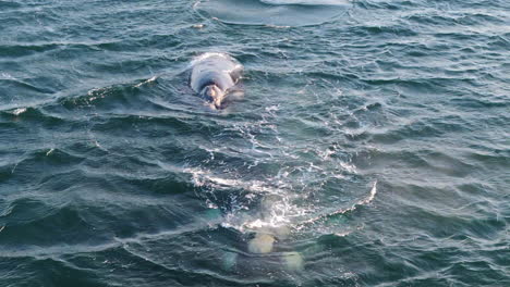Southern right whale ebalaena australis swim in the Atlantic ocean surface, splashing water and creating waves and foam with powerful tail and fins, show beauty of marine wildlife, slow motion shot