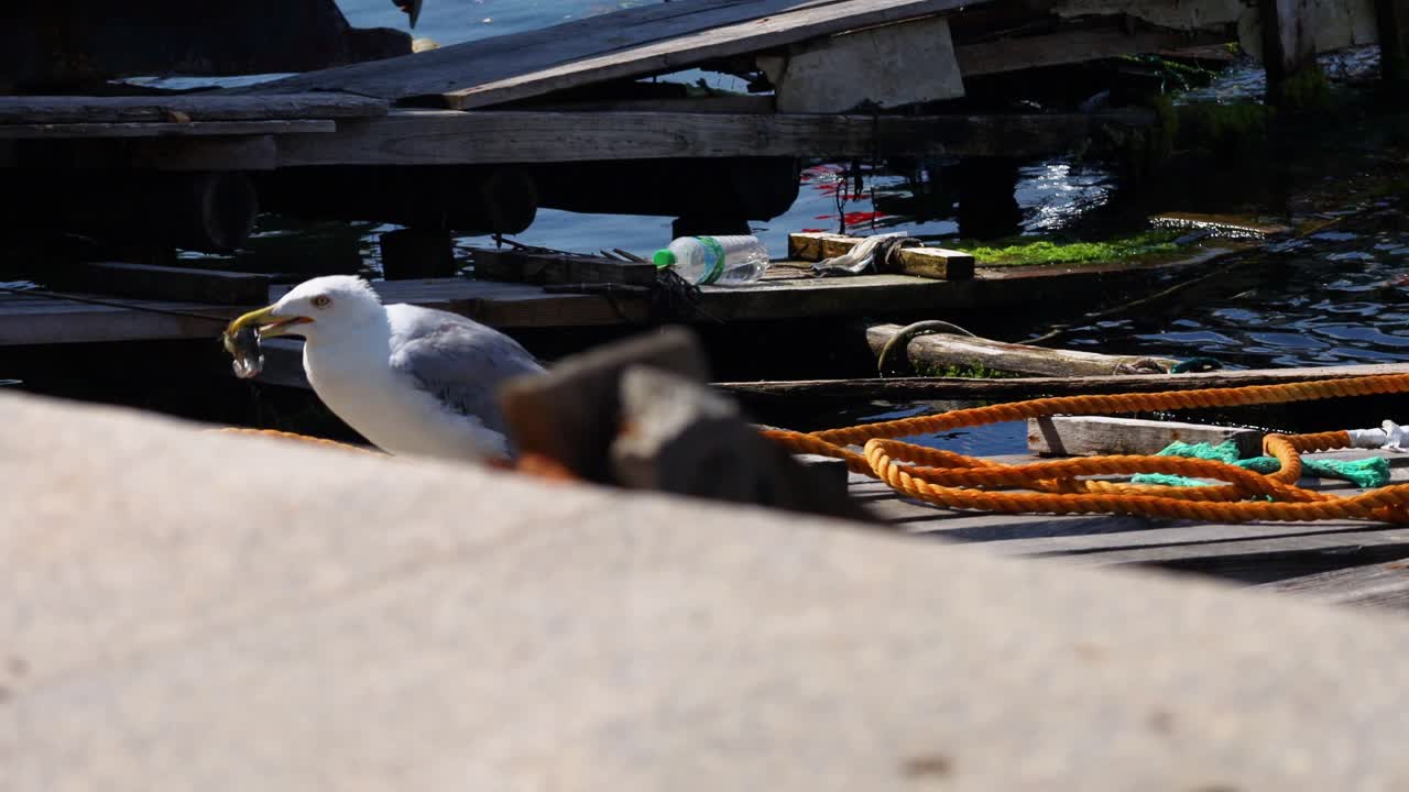 Seagull with fish on a wooden dock
