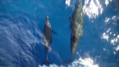 Group-of-dolphins-with-baby-swimming-by-the-bow-of-the-boat