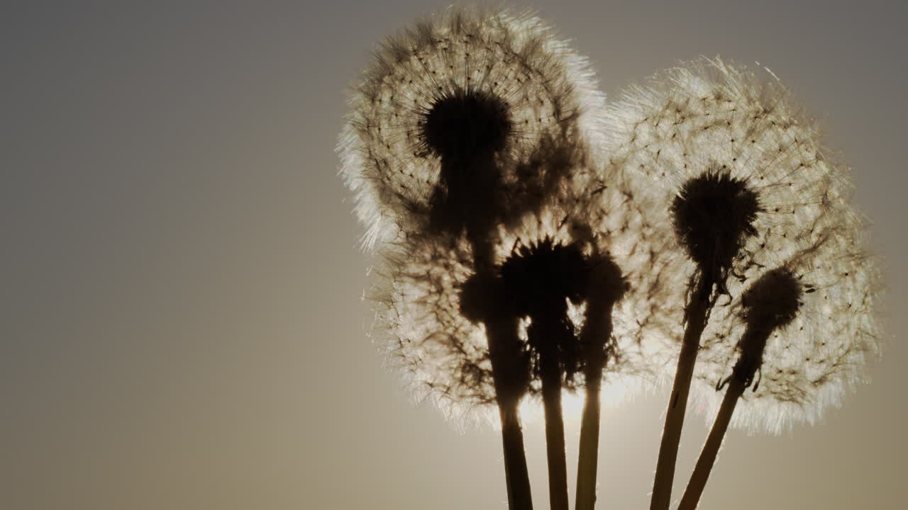 바람에 날린 민들레 씨앗 1