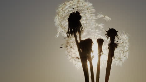 dandelion seeds blown by the wind 1