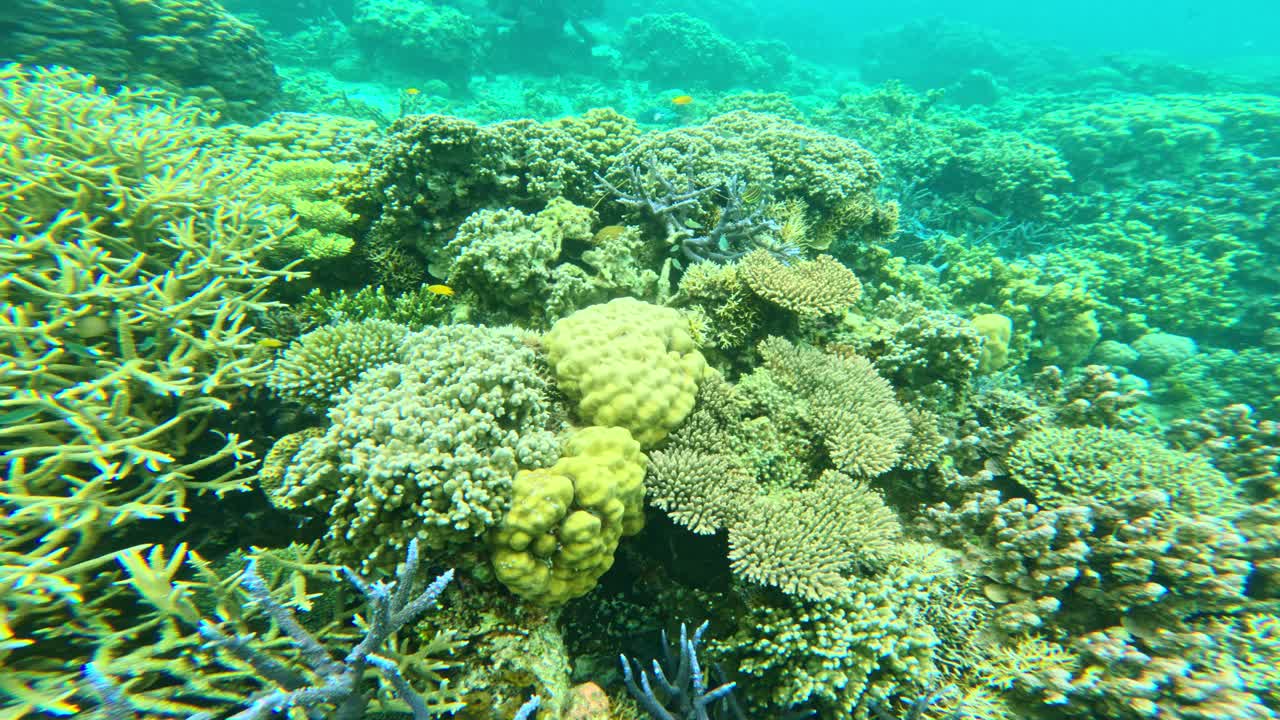 Barriera corallina sottomarina in toni di marrone attenuati che mostra l'habitat marino naturale.
