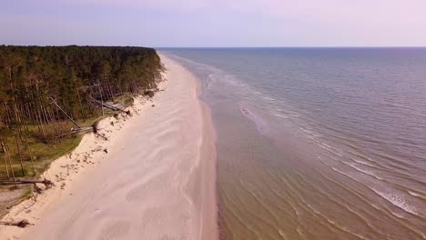 aerial view of baltic sea coast on a sunny day, steep seashore dunes damaged by waves, broken pine trees, coastal erosion, climate changes, high altitude wide angle drone shot moving forward