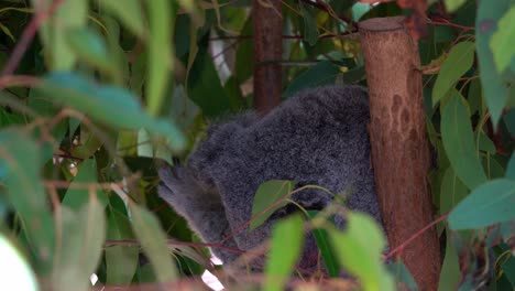 Cute-koala,-phascolarctos-cinereus-spotted-hidden-in-the-leafy-tree,-scratching-its-body,-cleaning-and-grooming-its-fluffy-grey-fur,-close-up-shot