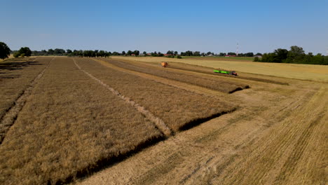 harvesters and tractors working in tandem to harvest the barley grain