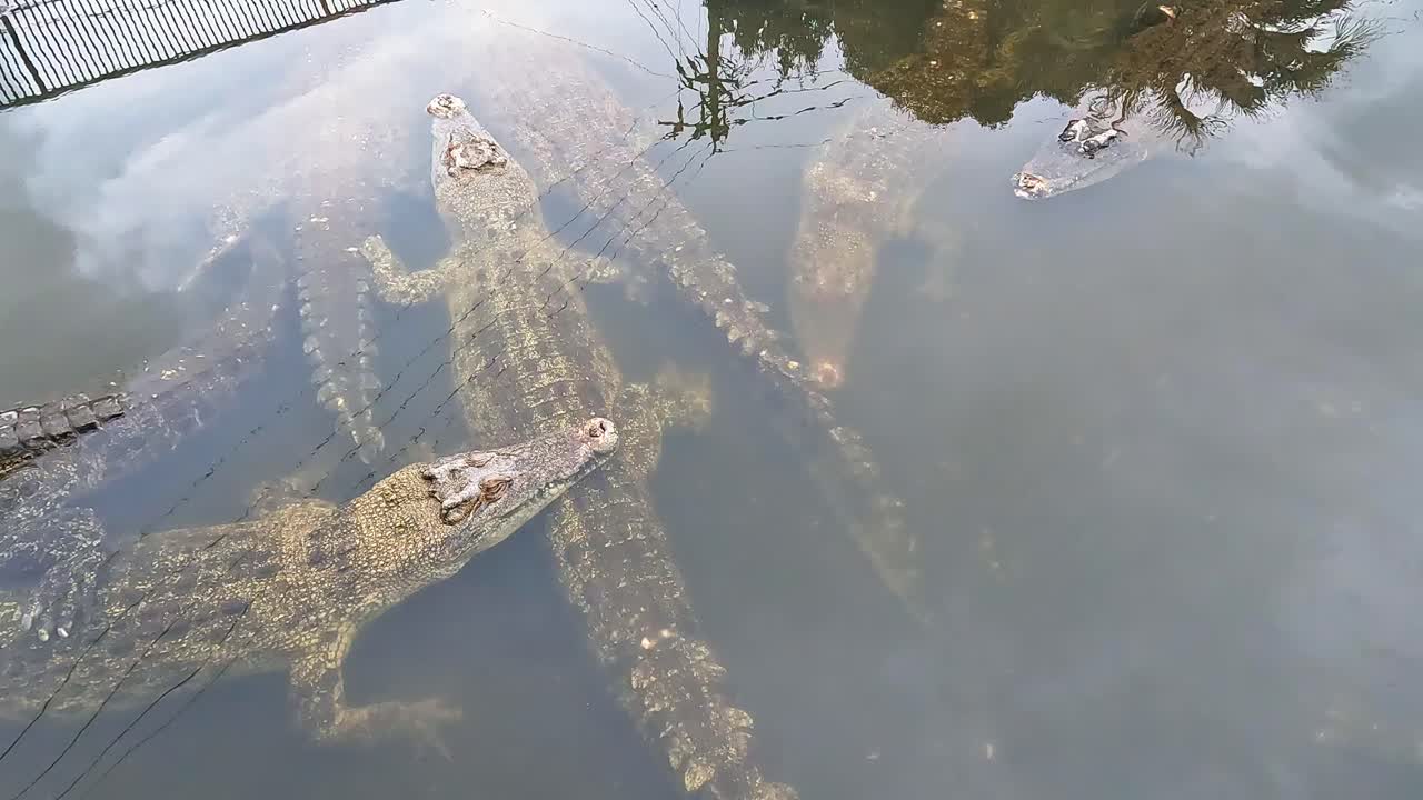 水面にあるワニの空中写真