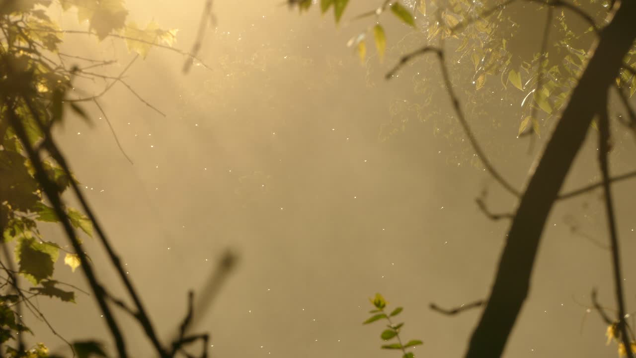 햇빛과 수증기가 있는 마법 같은 꿈 같은 황금 삼림 장면