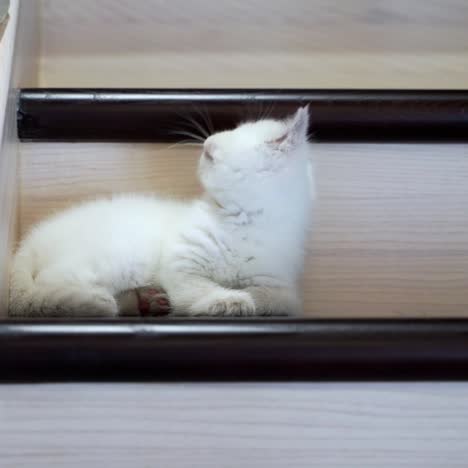 cat lying on the stairs