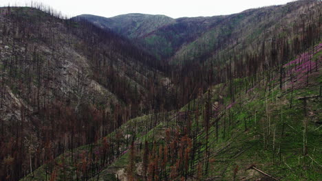 Charred-remains-of-forest-trees-in-mountain-valley,-British-Columbia-wildfire