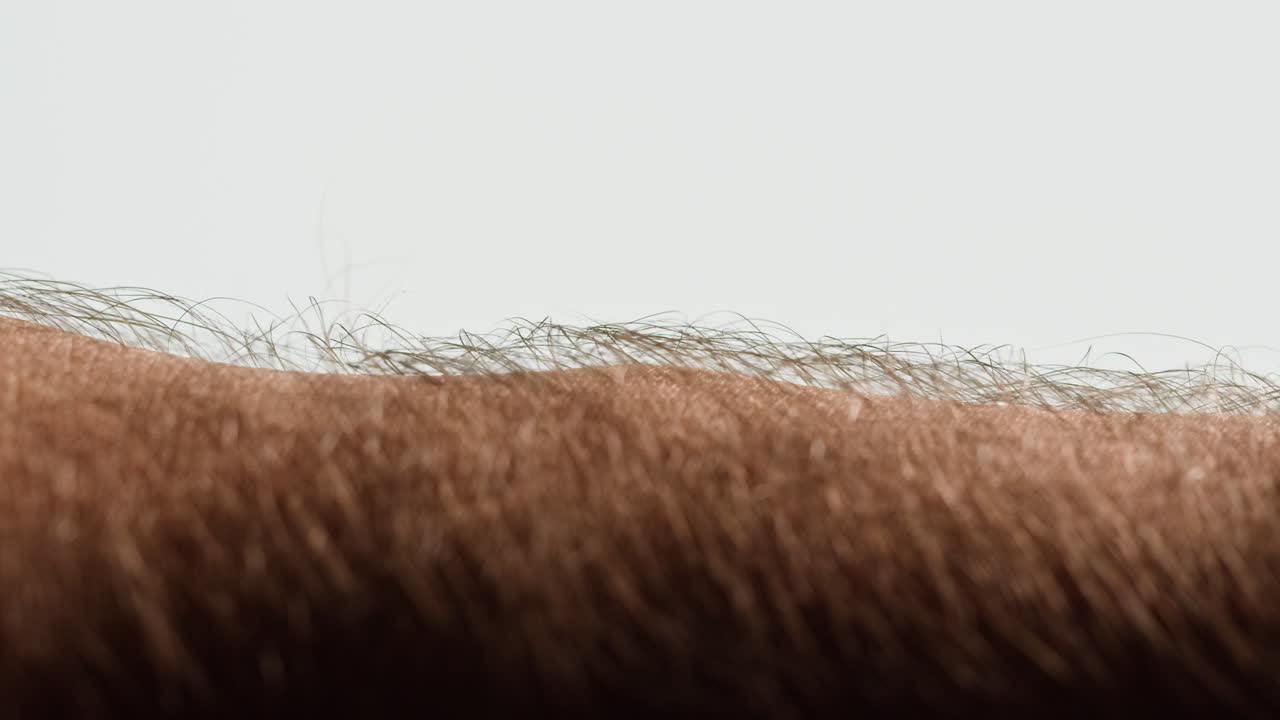 Close-up of human forearm skin and hair