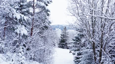 Moviéndose-A-Través-De-Un-Bosque-Cubierto-De-Nieve-Con-Montañas-En-El-Fondo-Lejano-En-Indre-Fosen-Noruega---Tiro-De-Dron-Panorámico-Hacia-Adelante