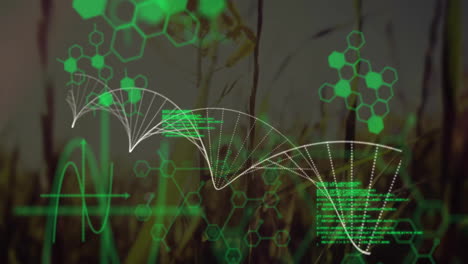 Animation-of-chemical-formula-with-dna-strand-and-data-processing-over-grass