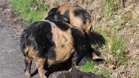 Kune-Kune-Schweine-Fressen-Frisches-Gras