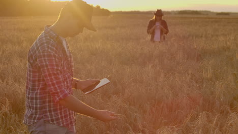 farmers man and woman in hats and tablets at sunset in a wheat field and shirts inspect and touch the grain and wheat germ hands.