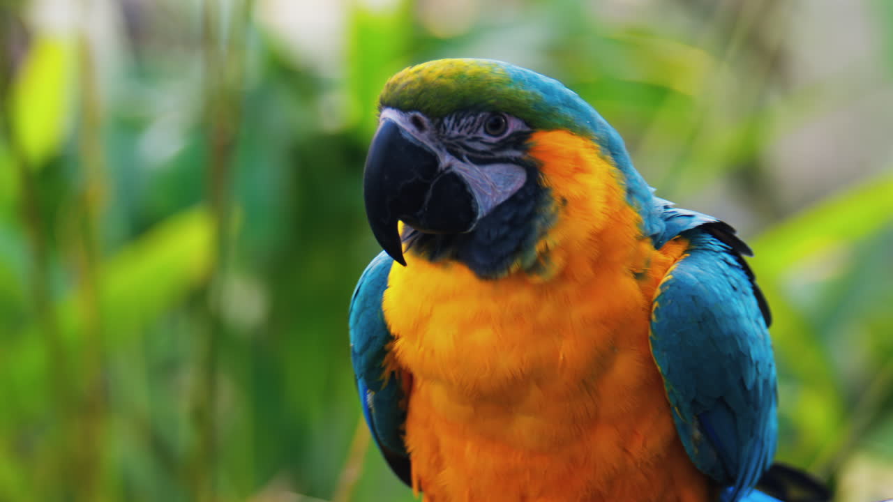 Close up of a turquoise Macaw bird on a blurred background