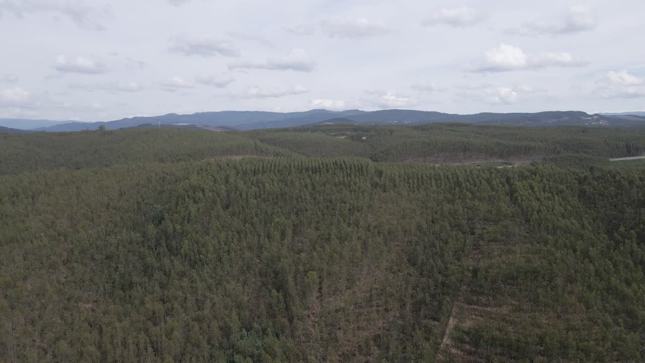 Flygfoto över en eukalyptusplantage på en kulle för pappersindustrin.