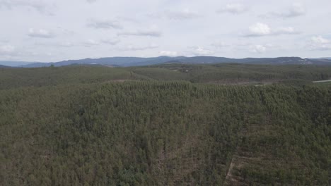 Vista-Aérea-De-Una-Plantación-De-Eucalipto-En-La-Cima-De-Una-Colina-Para-La-Industria-Del-Papel