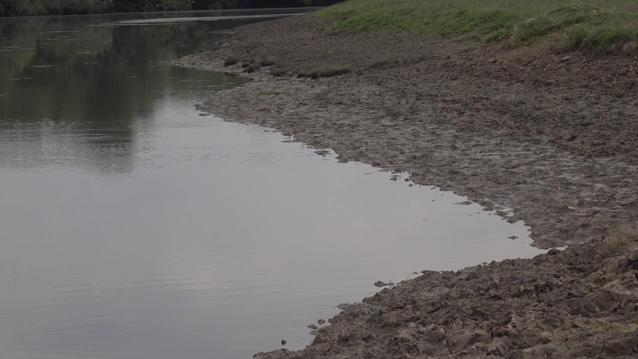 Flock of swallow birds at the river feeding on mosquitoes