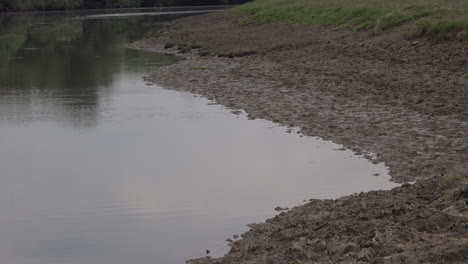 bandada de aves golondrinas en el río alimentándose de mosquitos