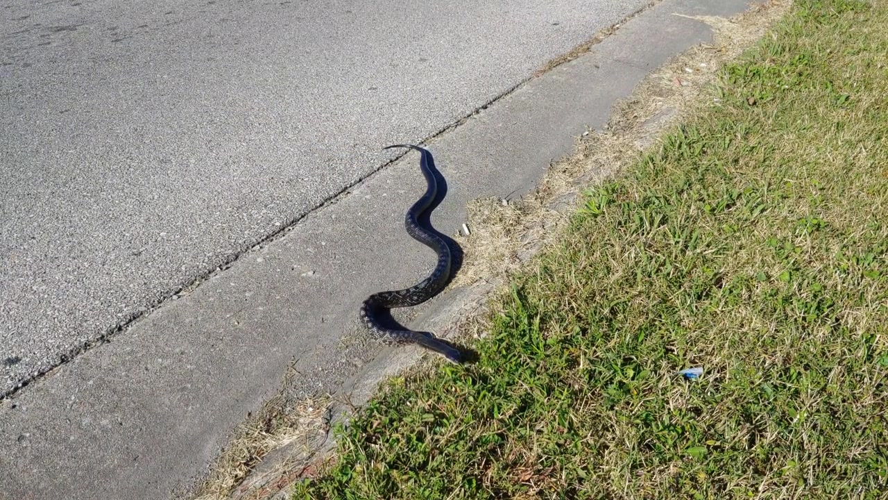 Un serpente sul ciglio della strada accanto all'erba.