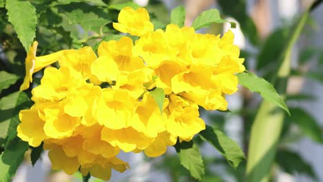 vibrant yellow flowers gently swaying in breeze